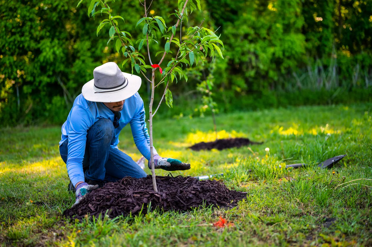 A landscaper planting a young tree in a green garden